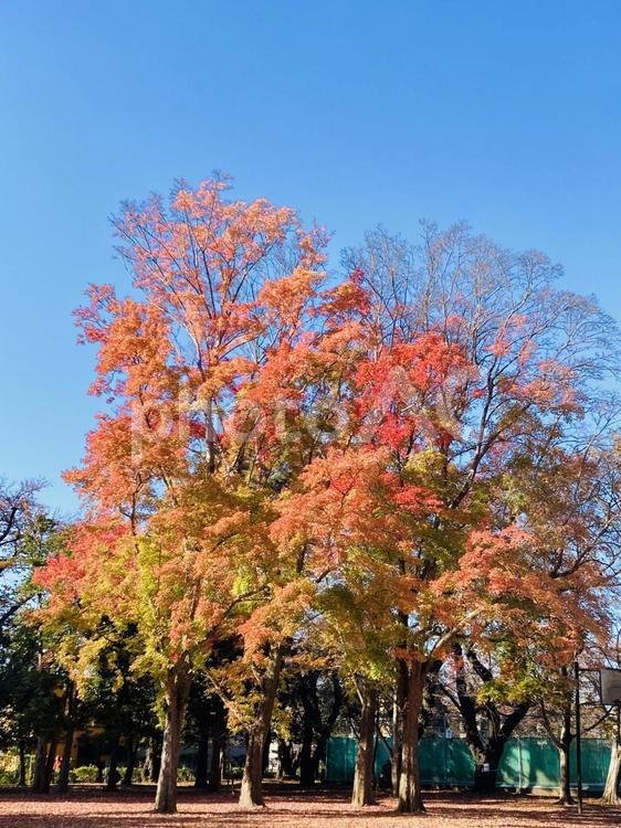 紅葉した樹木画像素材 紅葉,テクスチャ,壁紙素材の写真素材