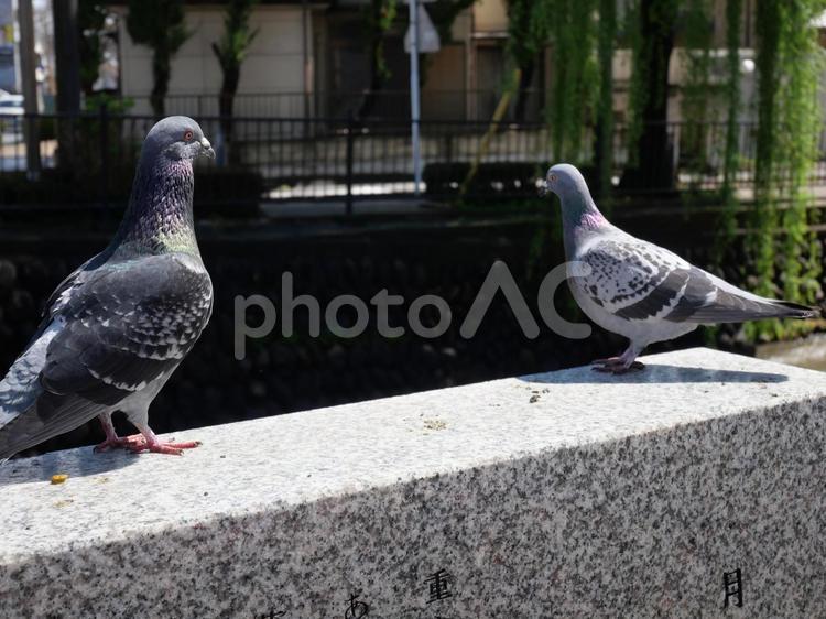 仲良くひと休みする2羽の鳩 鳩,動物,自然の写真素材