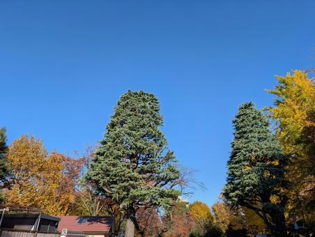 快晴と木 空,快晴,木の写真素材