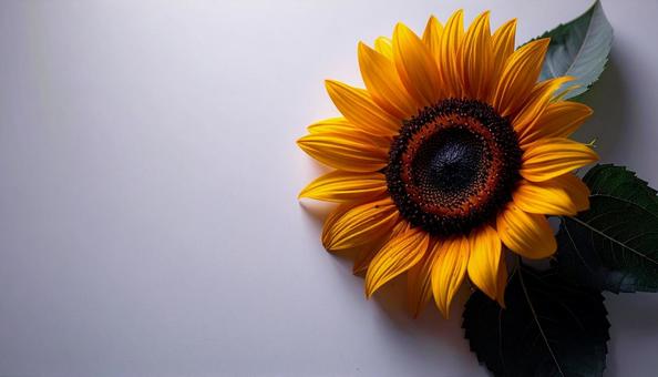 白背景に片隅に一輪のひまわりの写真