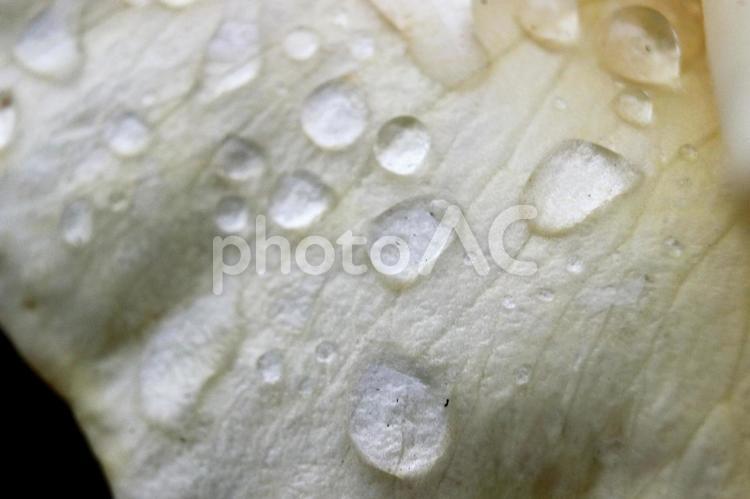アジサイと雨つゆ つゆ,色とりどり,あじさいの写真素材