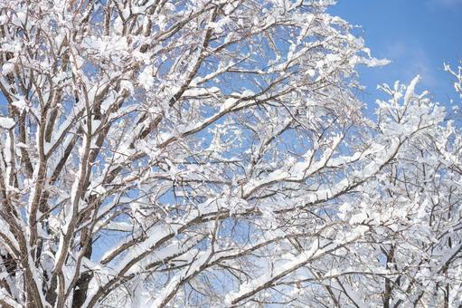 雪と枝のクローズアップ 雪,冬,木の写真素材
