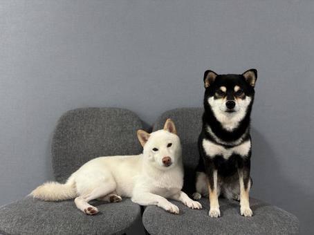 仲良しわんこ 仲良しわんこ 柴犬,白柴,黒柴の写真素材