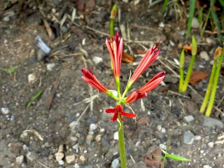 花壇で咲き始めのヒガンバナを上から見る ヒガンバナ,花,植物の写真素材