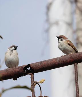 スズメの出会い スズメ,可愛い,鳥の写真素材