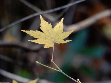【紅葉写真】美しい紅葉風景 モミジ,紅葉,晩秋の写真素材
