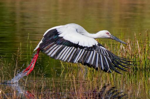 池から飛び出すコウノトリ コウノトリ,鸛,幸せを運ぶ鳥の写真素材