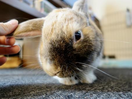 至近距離のうさぎ 至近距離のうさぎの写真