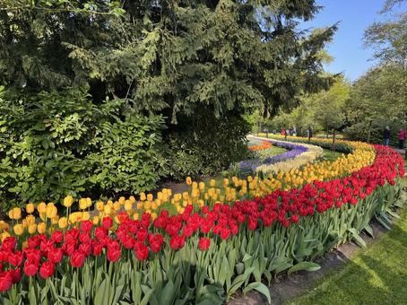 キューケンホフ公園 キューケンホフ公園 キューケンホフ,チューリップ,アムステルダムの写真素材