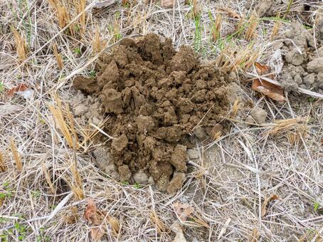 モグラ塚 モグラ,土竜,モグラ塚の写真素材
