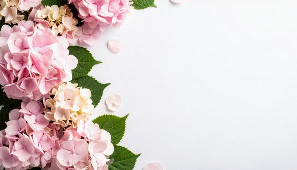 Pink hydrangea frame on white background Background photo, background, hydrangea, hydrangea, JPG