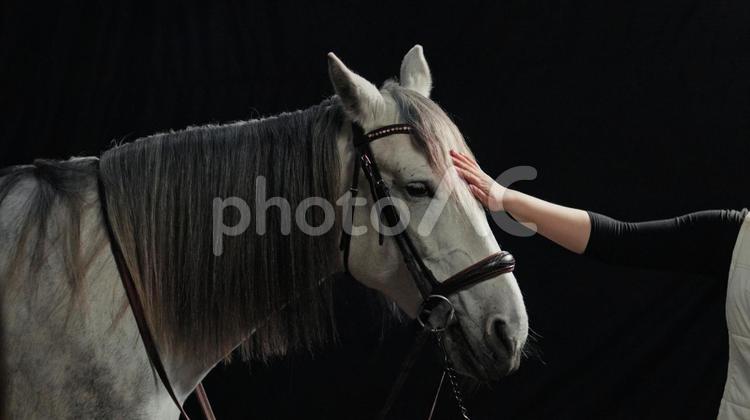 額を撫でる美しい白い馬 馬,馬の顔,アップの写真素材