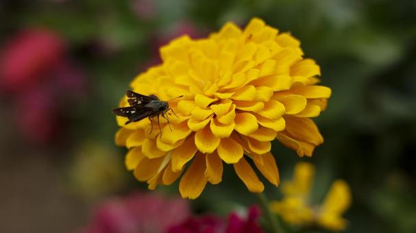 【花の写真】ジニア(百日草) 【花の写真】ジニア(百日草) 百日草,zinnia,9月の写真素材