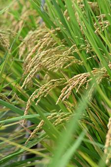 イネ イネ,稲穂,米の写真素材
