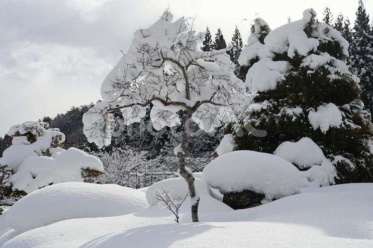 ウメモドキの木　雪の帽子をかぶった風景 雪,冬,外の写真素材