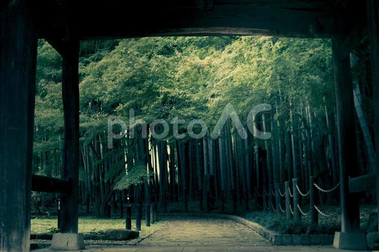 日本の埼玉県東円寺の幻想的な竹林 竹,林,竹林の写真素材
