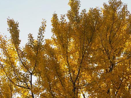 秋の風景 紅葉したイチョウ 秋の風景 紅葉したイチョウ イチョウ,銀杏,いちょうの写真素材