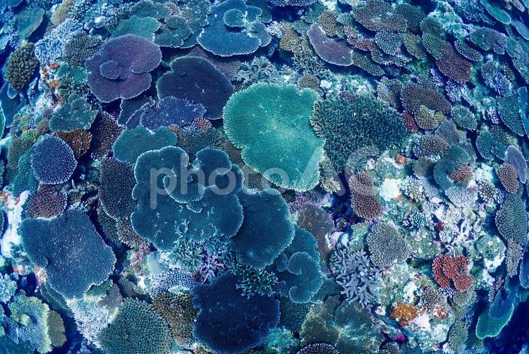 沖縄・石垣島　色とりどりのテーブル珊瑚礁 スキューバダイビング,沖縄の海,ダイビングの写真素材