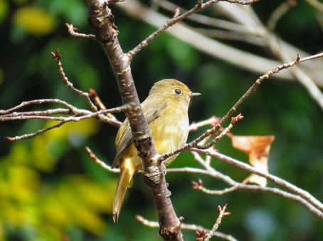 木の枝に留まるジョウビタキのメスの写真