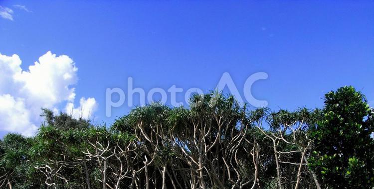 日本の自然風景25 きれい,まぶしい,グラデーションの写真素材