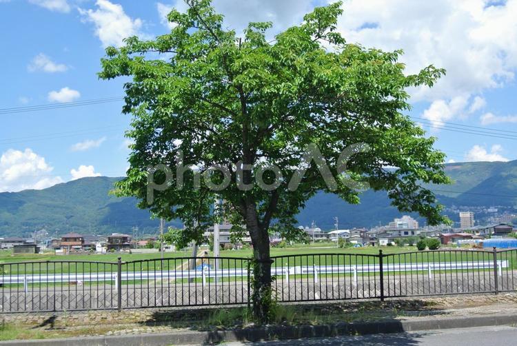 夏の木のある風景 夏,木,樹木の写真素材