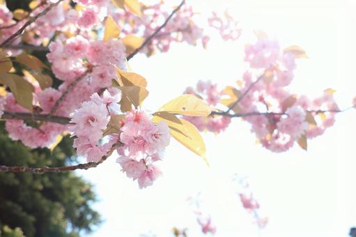さくら さくら 桜,春,ピンクの写真素材