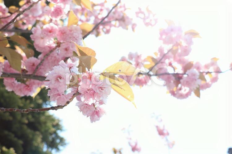 さくら 桜,春,ピンクの写真素材