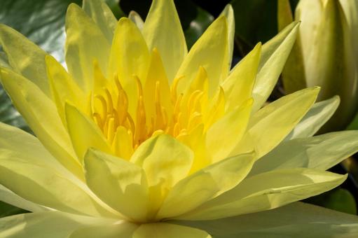 アップで見る睡蓮 アップで見る睡蓮 睡蓮,夏の花,スイレンの写真素材