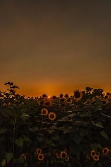 ひまわり畑と夕日 ひまわり畑と夕日の写真