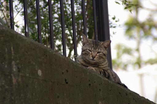 にゃんこ 猫,ねこ,ネコの写真素材