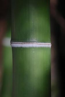 竹一本2 竹,一本の竹,竹の節の写真素材