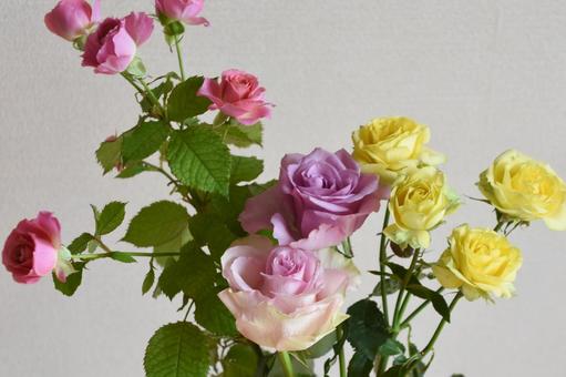 カラフルな薔薇 カラフルな薔薇の写真