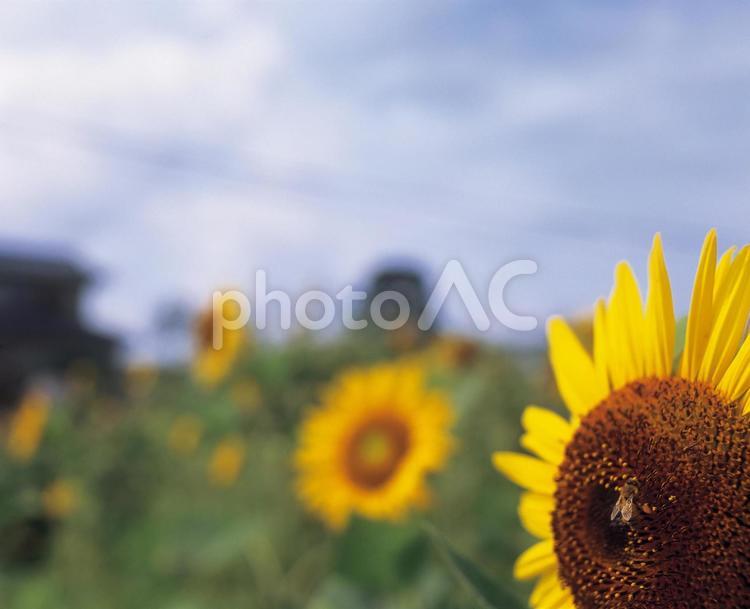 青空とひまわり　ミツバチの花粉と蜂蜜作り ひまわり,向日葵,サンフラワーの写真素材