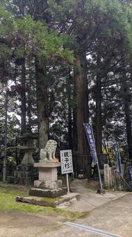 淡路島 諭鶴羽神社の狛犬と親子杉 淡路島 諭鶴羽神社の狛犬と親子杉 杉,狛犬,親子杉の写真素材