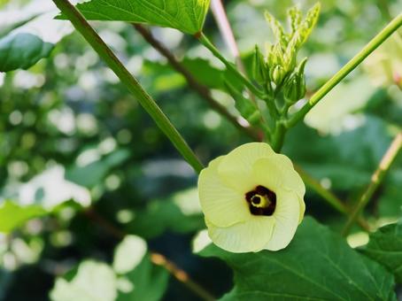 Photo, sapporo flowers, white, vegetables, 