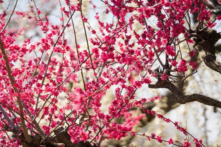 紅梅満開、春の訪れを感じて 梅,紅梅,春の写真素材
