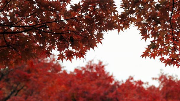 11月の河口湖もみじ回廊の紅葉 紅葉,秋,もみじの写真素材