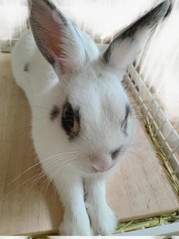 Photo, rabbit, netherland dwarf, white rabbit, 