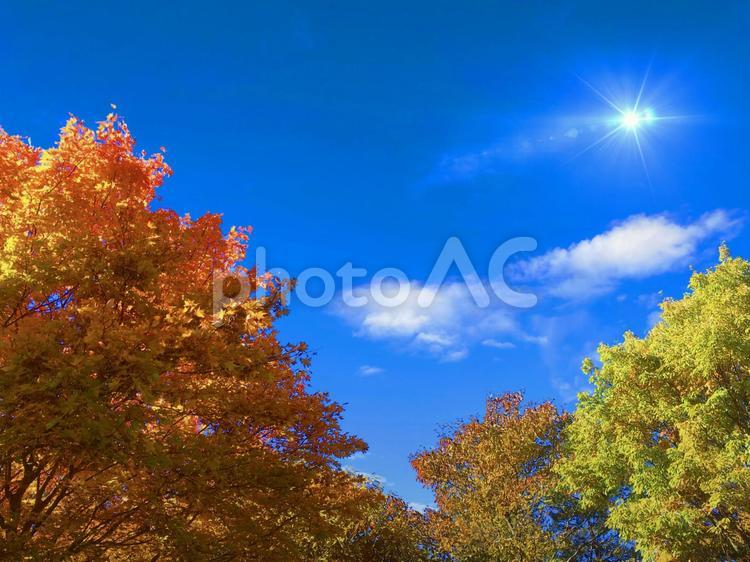 紅葉した木と秋空と太陽の日差しの背景素材_a_05 紅葉,秋空,秋の写真素材