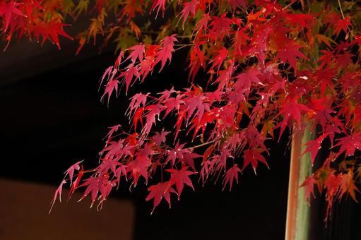 赤く紅葉したモミジ9 モミジ,紅葉,紅葉狩りの写真素材