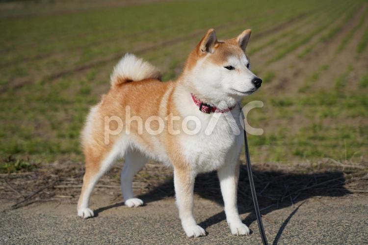 向こうに見えるのは何・・気になるゆず 柴犬,犬,日本犬の写真素材