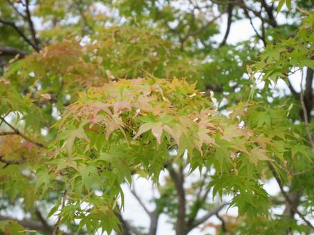 紅葉はじめ 紅葉はじめの写真