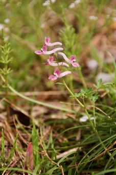 ジロボウエンゴサクの写真