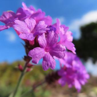 バーベナ バーベナ,花,花びらの写真素材