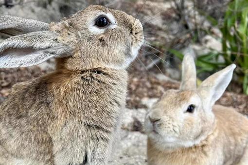 rabbit, JPG
