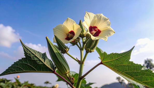 オクラの花 オクラの花の写真