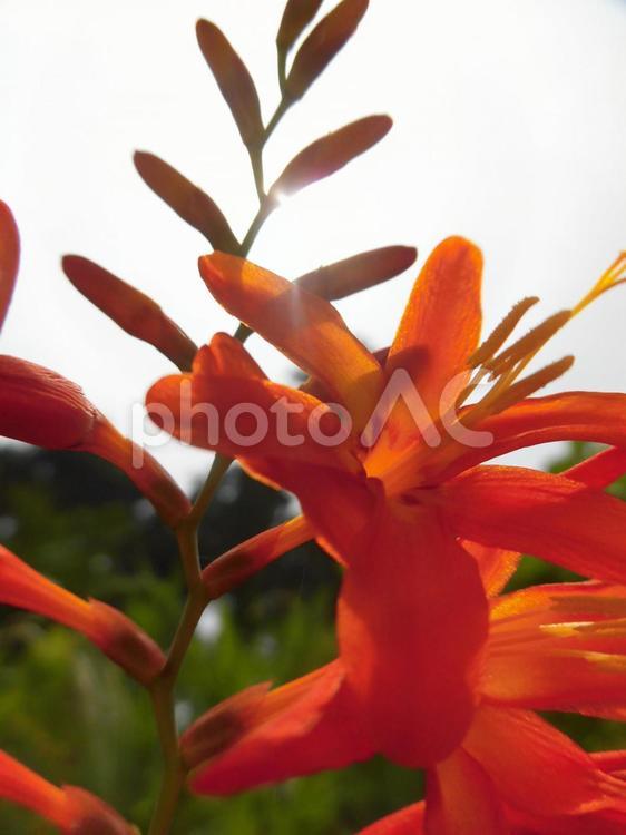 ヒメヒオウギズイセン オレンジ色の花,夏,梅雨の写真素材