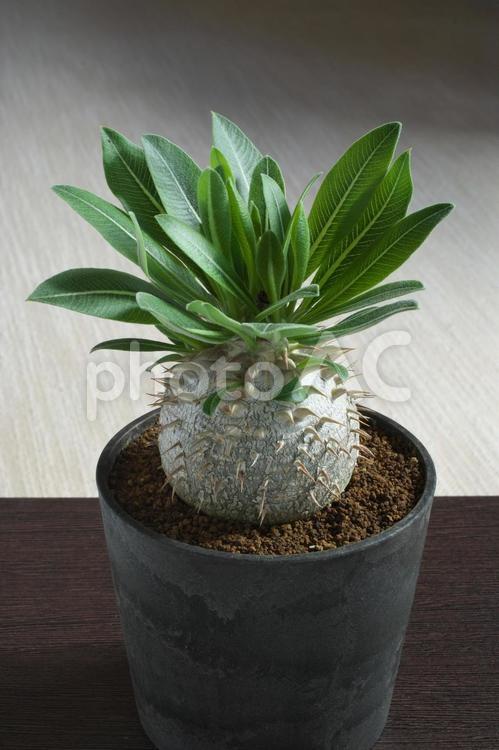 パキポディウム恵比寿大黒天 観葉植物,多肉植物,パキポディウムの写真素材