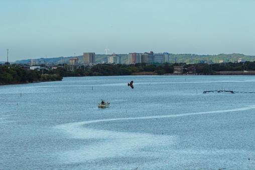 A kite flies in search of the fisherman's scraps, tobi, wild bird, bird, JPG