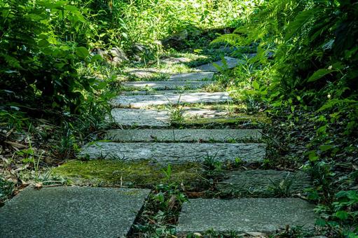 夏の木陰の散歩道 夏の木陰の散歩道の写真
